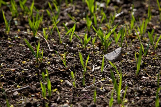 Plants grow in fields