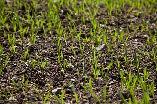 Sowing in the field