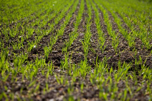 Rows of plants on fields