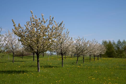 Orchard in Franconia