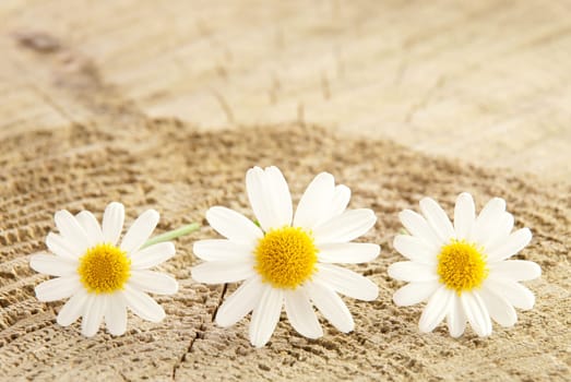 three marguerite blossoms on wood as background