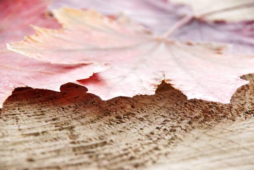red maple leaves on a wooden trunk as background