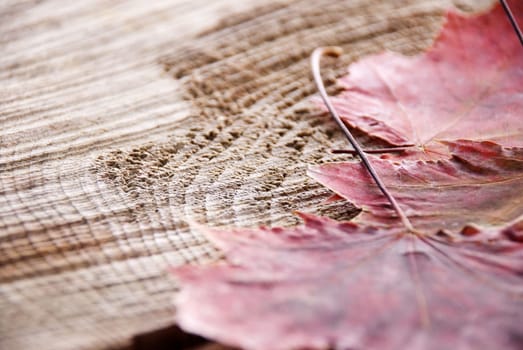 autumn leaves with a piece of wood as background