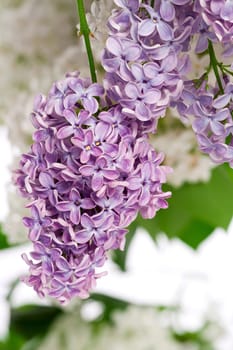 Lilac branch with beautiful flowers in spring