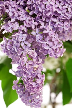 Very nice branch of a lilac bush with great depth of field