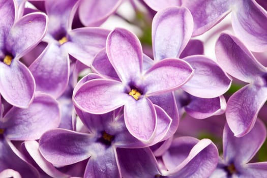 Close-up of beautiful lilac blossoms