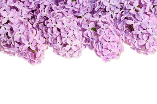 Lilac branch background isolated against white background