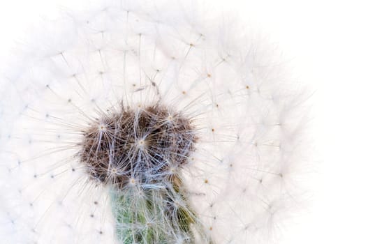 Close-up of a whole dandelion against a white background