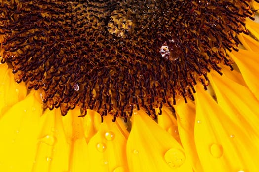 Macro image of a sunflower with water droplets