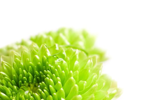 Macro image of a green chrysanthemum flower with water drops