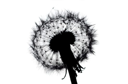 Close-up of a dandelion backlit against a white background