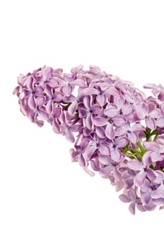 Branch of a lilac bush with large depth of field isolated against a white background