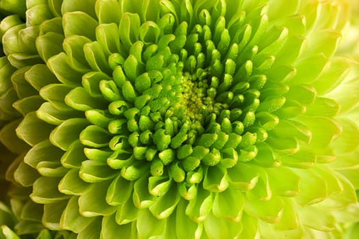 Macro image of a green chrysanthemum flower
