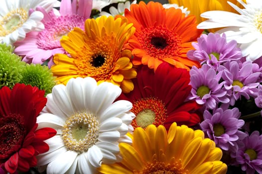 Close-up of many different flower blossoms