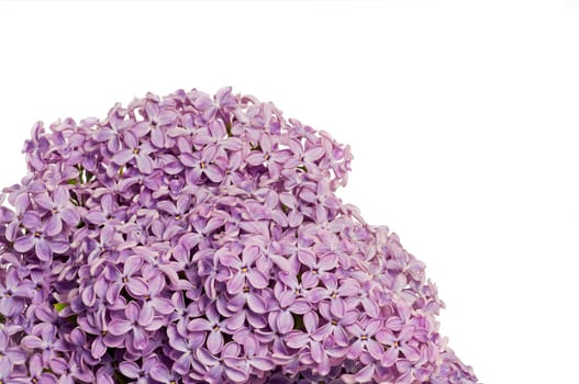 Very nice branch of a lilac bush with great depth of field isolated against a white background