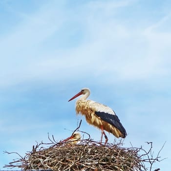 Strok sitting on a nest