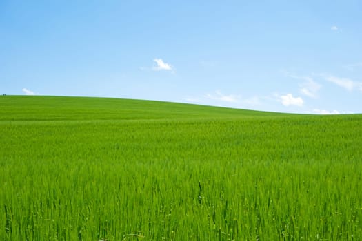 green field and blue sky