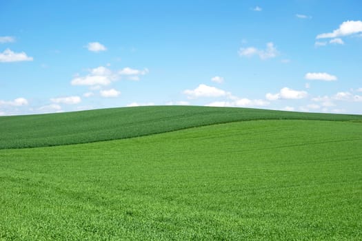 green field and blue sky