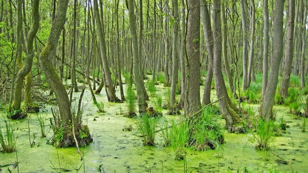 trees in the swamp, green nature