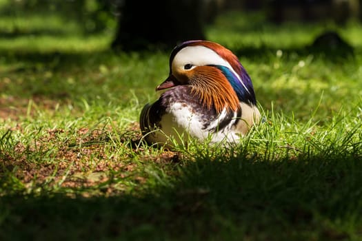 Mandarin ducks