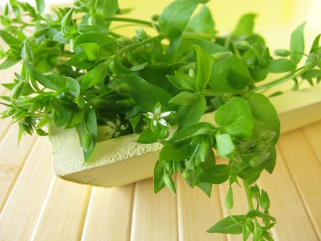 Wild vegetables Chickweed