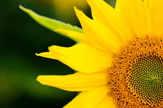 Close up on yellow sunflower, beauty in nature