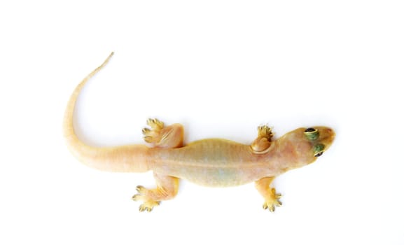 Gecko. Small funny lizard isolated on white.