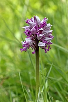 Orchis militaris