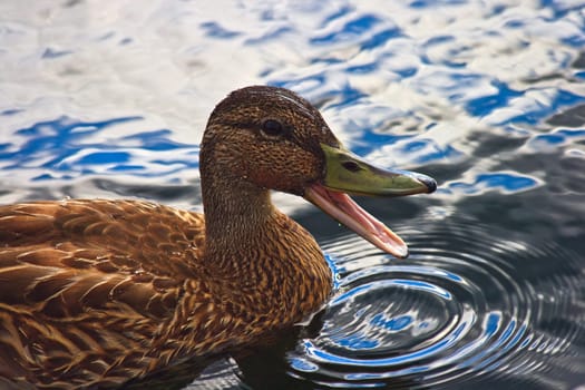 Quacking duck on the water