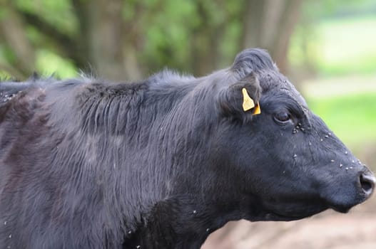 Heck cattle