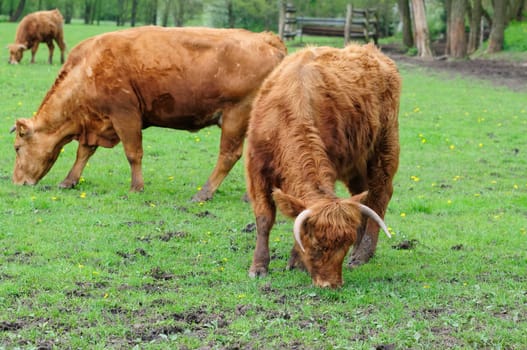 Heck cattle