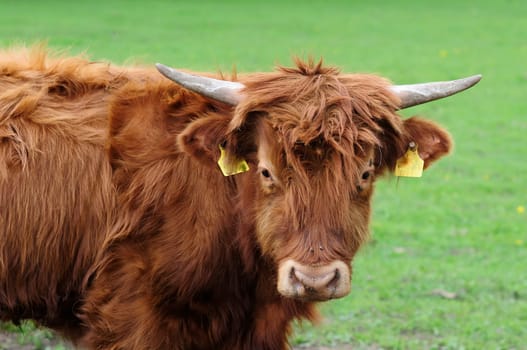 Heck cattle
