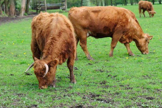 Heck cattle