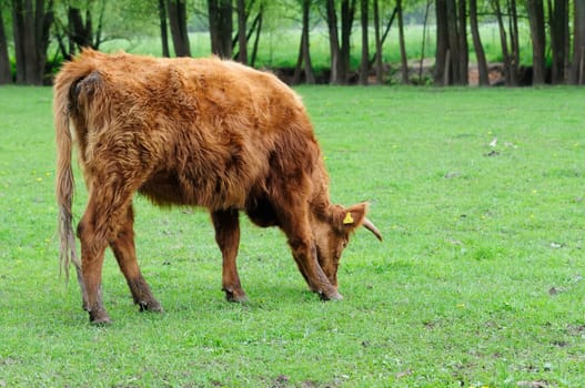 Heck cattle