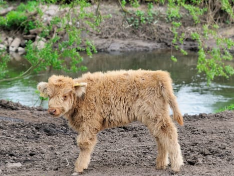 Heck cattle