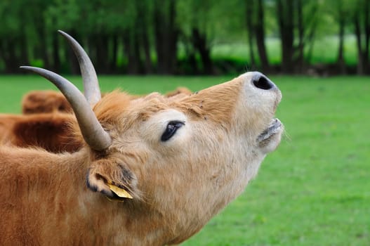 Heck cattle