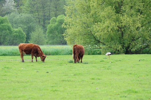 Heck cattle