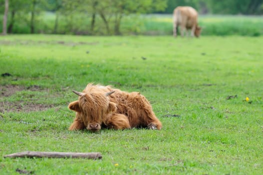 Heck cattle