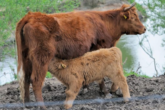 Heck cattle