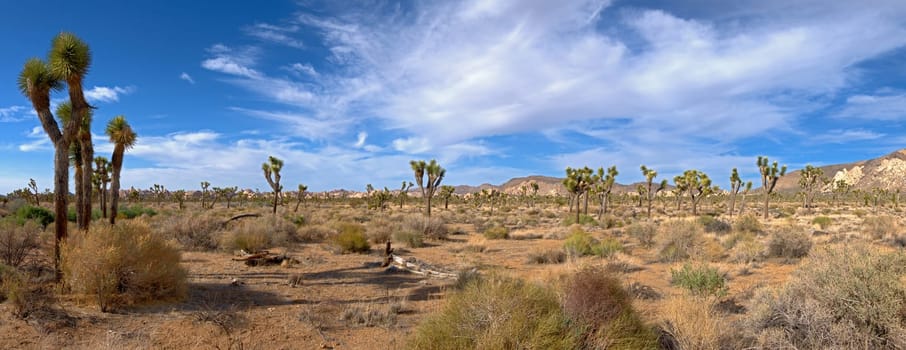 Joshua Tree National Park
