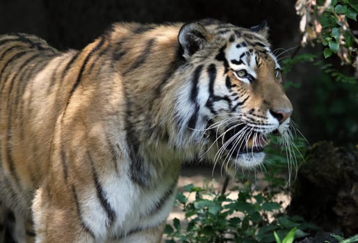 Siberian tiger
