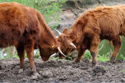 Heck cattle