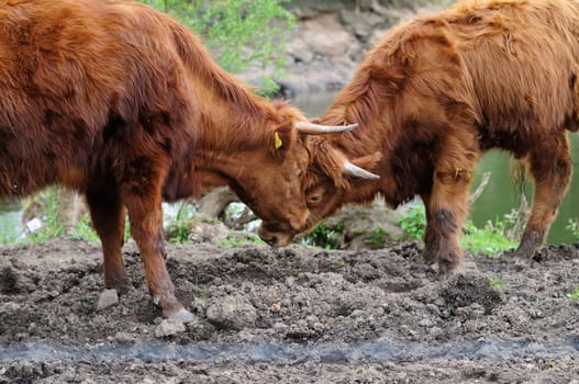 Heck cattle