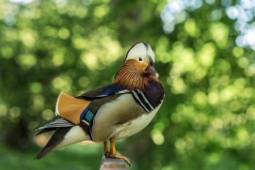 Mandarin ducks