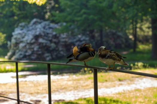 Mandarin ducks