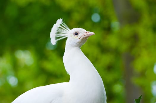 white peafowl