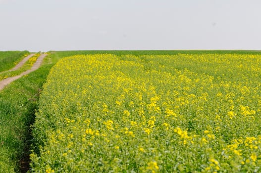 Rapeseed fields