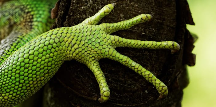 green iguana feet on the tree