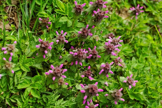 flowering nettle