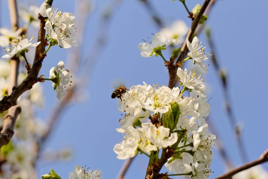 blossom tree with a bee pollination